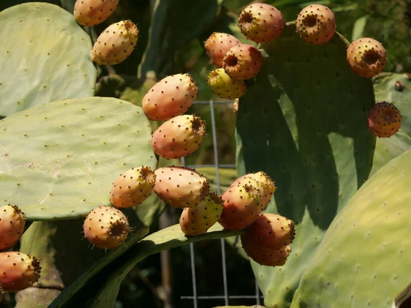 Tiro Close Botões Flores Uma Planta Cacto — Fotografia de Stock