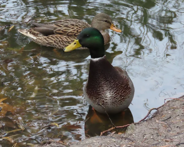 Nahaufnahme Von Zwei Braunen Enten Teich — Stockfoto