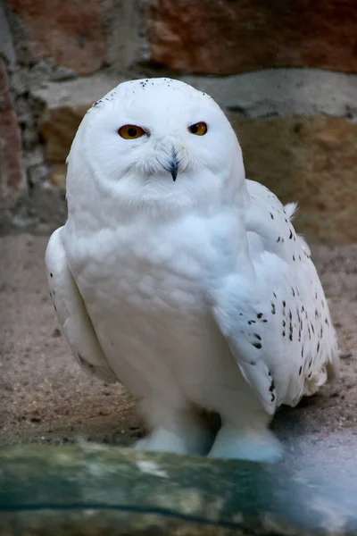 Disparo Vertical Lindo Búho Blanco Sobre Fondo Borroso Suave — Foto de Stock