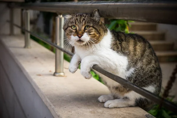 外でリラックスした脂肪猫の選択的なフォーカスショット — ストック写真