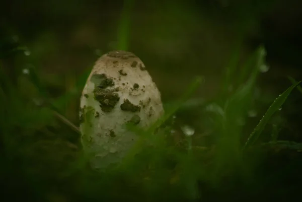 草丛中的白色蘑菇的特写 — 图库照片