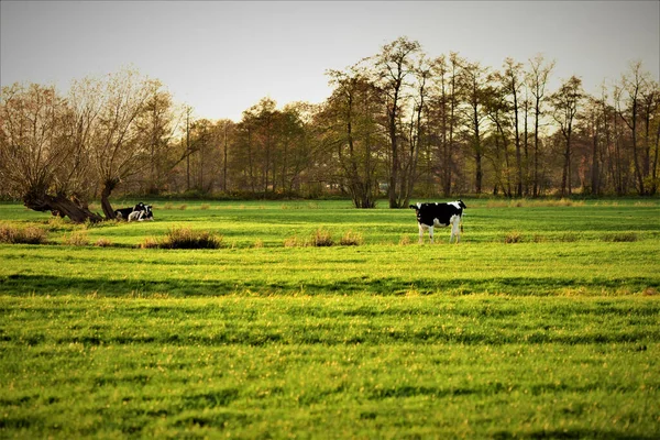 Vacă Holstein Păşunând Câmpurile Verzi — Fotografie, imagine de stoc