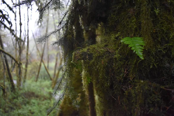 Forest Moss Covered Trees Bright Green Ferns — Stock Photo, Image