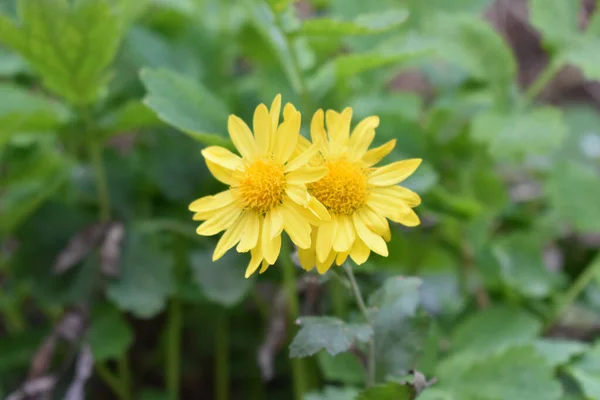 Tiro Ángulo Alto Dos Hermosas Flores Amarillas Floreciendo Jardín —  Fotos de Stock