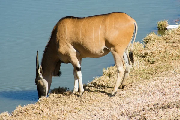 Uma Terra Comum Selvagem Antílope Água Potável Uma Lagoa Uma — Fotografia de Stock