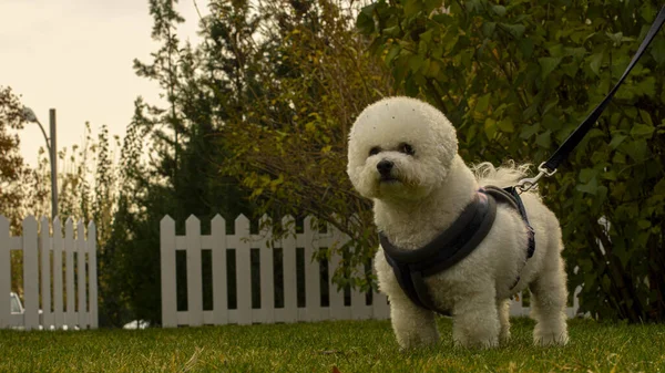 Enfoque Selectivo Primer Plano Una Raza Perro Bichon Frise Jardín —  Fotos de Stock