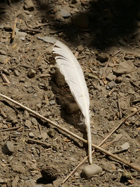 Yerdeki Beyaz Tüyün Dikey Görüntüsü — Stok fotoğraf