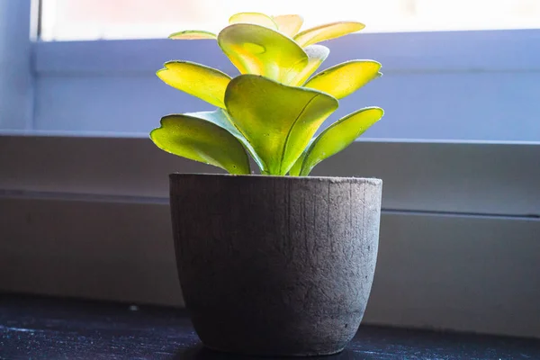 Eine Grüne Pflanze Topf Auf Der Fensterbank — Stockfoto
