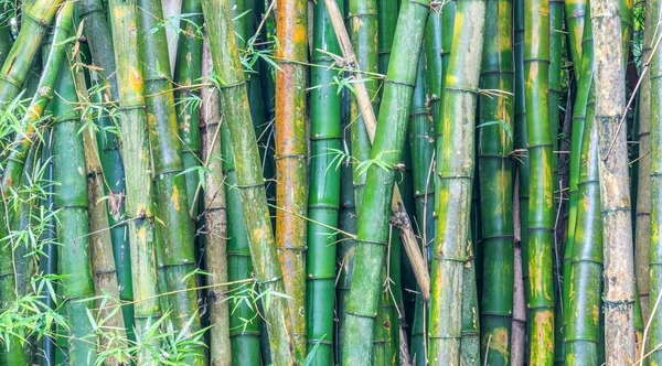 Närbild Bild Grön Bambu Perfekt För Bakgrund — Stockfoto