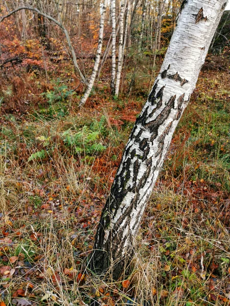 秋の森の中の木の美しいショット Bokesogen Larvik ノルウェー — ストック写真