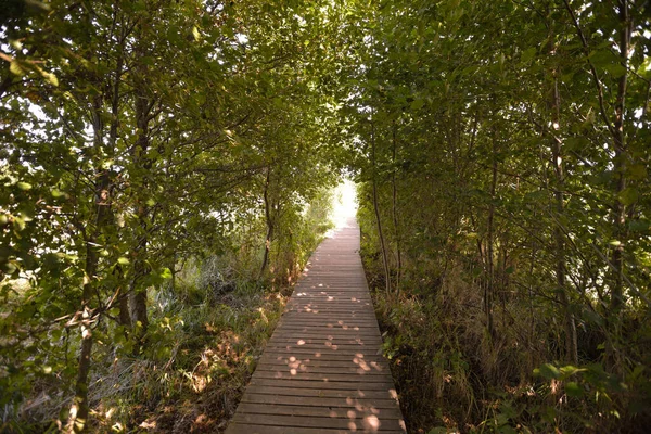 Ein Holzweg Der Durch Ein Dicht Bewaldetes Gebiet Führt — Stockfoto