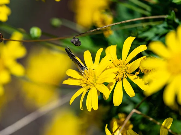 Eine Selektive Fokusaufnahme Gelber Blumen Auf Dem Feld Perfekt Für — Stockfoto