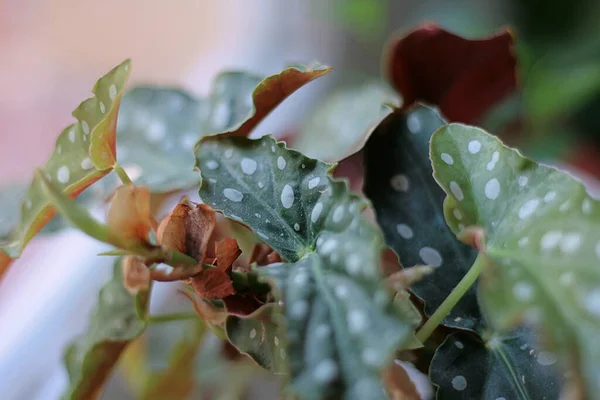 Selektivní Snímek Begonia Maculata Listy — Stock fotografie