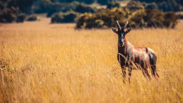 Gros Plan Sélectif Une Antilope Dans Champ Herbe — Photo