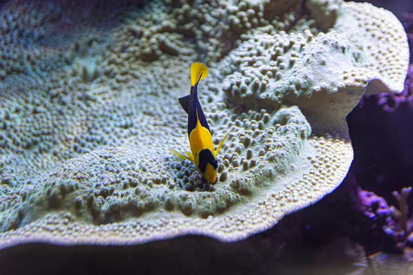 Екзотична Риба Біля Коралів Захоплених Акваріумі — стокове фото