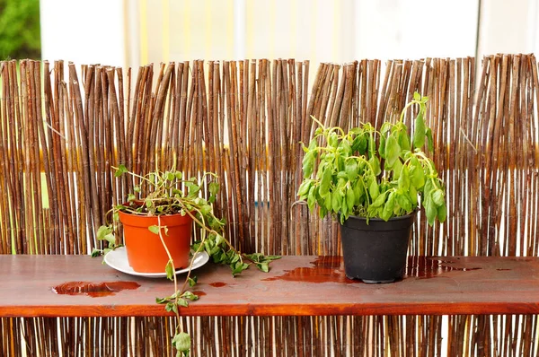 Dos Macetas Con Plantas Superficie Madera Cerca Valla Hecha Ramitas — Foto de Stock