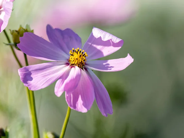 Closeup Shot Pink Flower Field Perfect Background — Stock Photo, Image
