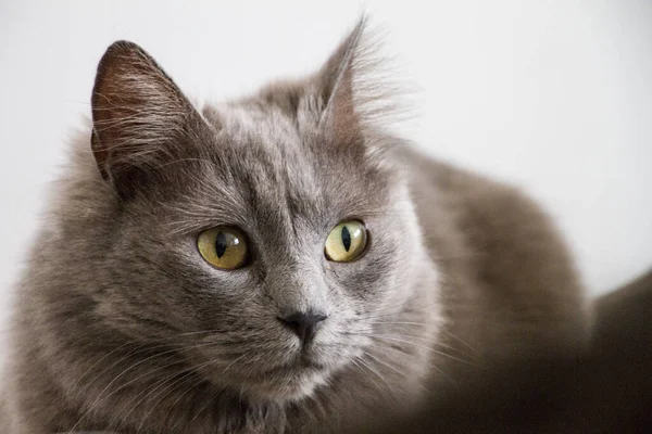 一只灰色眼睛绿的猫的特写镜头 — 图库照片