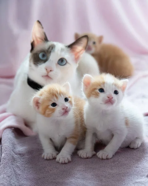 ベッドの上で猫と子猫の選択的なフォーカスを閉じる — ストック写真