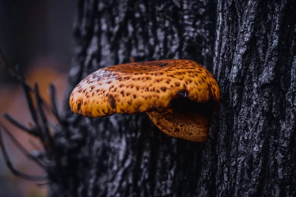 Tiro Close Cogumelo Pholiota Crescendo Uma Árvore — Fotografia de Stock