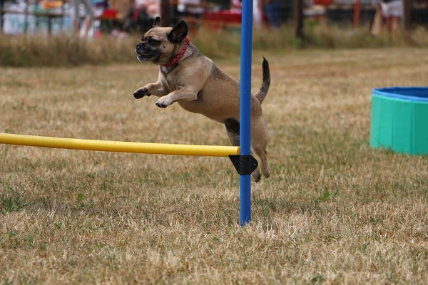 Selective Focus Shot Dog Doing Agility Training — Stock Photo, Image