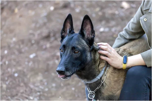 Berger Belge Vigilant Avec Son Propriétaire — Photo