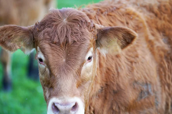 Selective Focus Closeup Calf Meadow — Stock Photo, Image