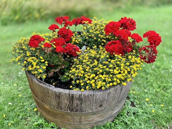 Lindas Flores Vermelhas Amarelas Pote Madeira Jardim — Fotografia de Stock