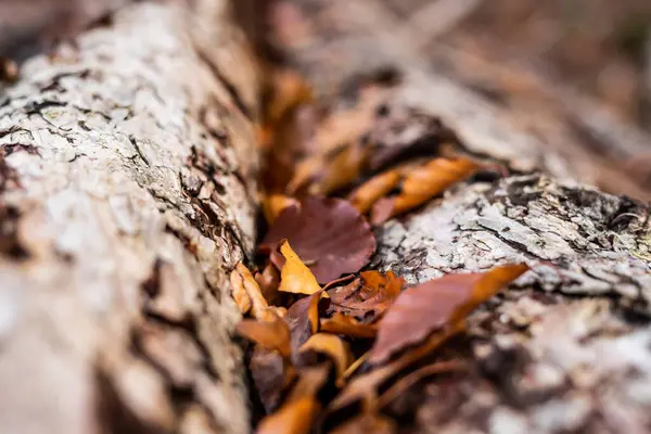 Gros Plan Sélectif Des Feuilles Automne Sur Les Troncs Arbres — Photo