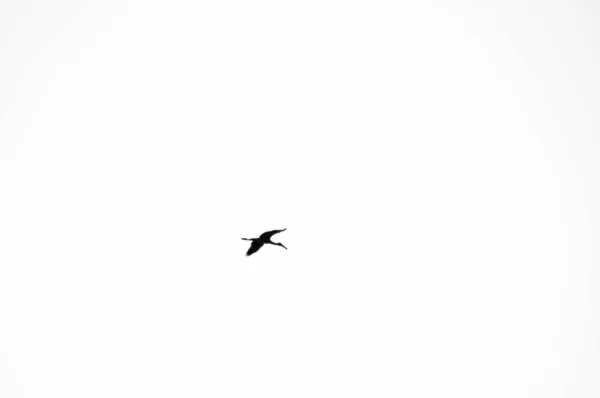 Zwarte Vogel Vliegend Een Witte Bewolkte Lucht — Stockfoto