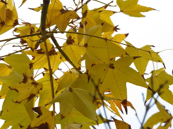清澈的天空衬托着一缕美丽的黄叶 完美的秋天背景 — 图库照片
