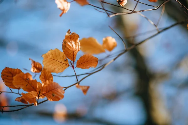 Selective Focus Shot Autumn Leaves Forest Daytime — Stock Photo, Image