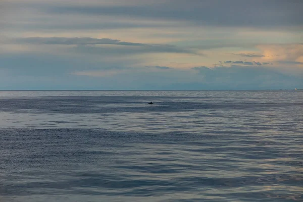 Прекрасний Вид Акулу Плаває Хвилястому Океані Горизонті Під Хмарним Небом — стокове фото