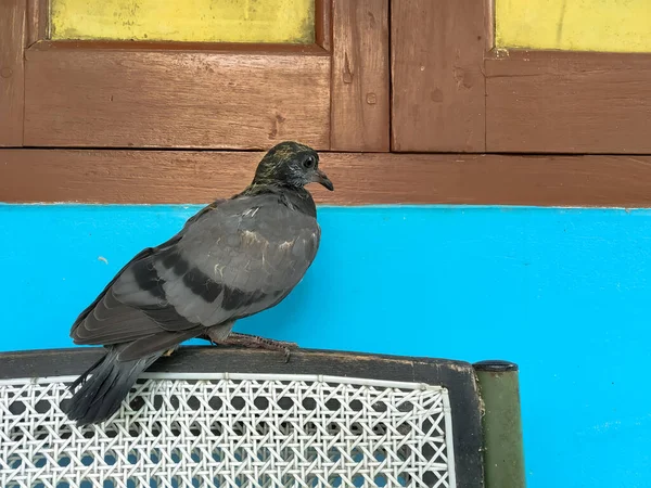 Ash Color Pigeon Images Libres De Droit Photos De Ash Color Pigeon Depositphotos
