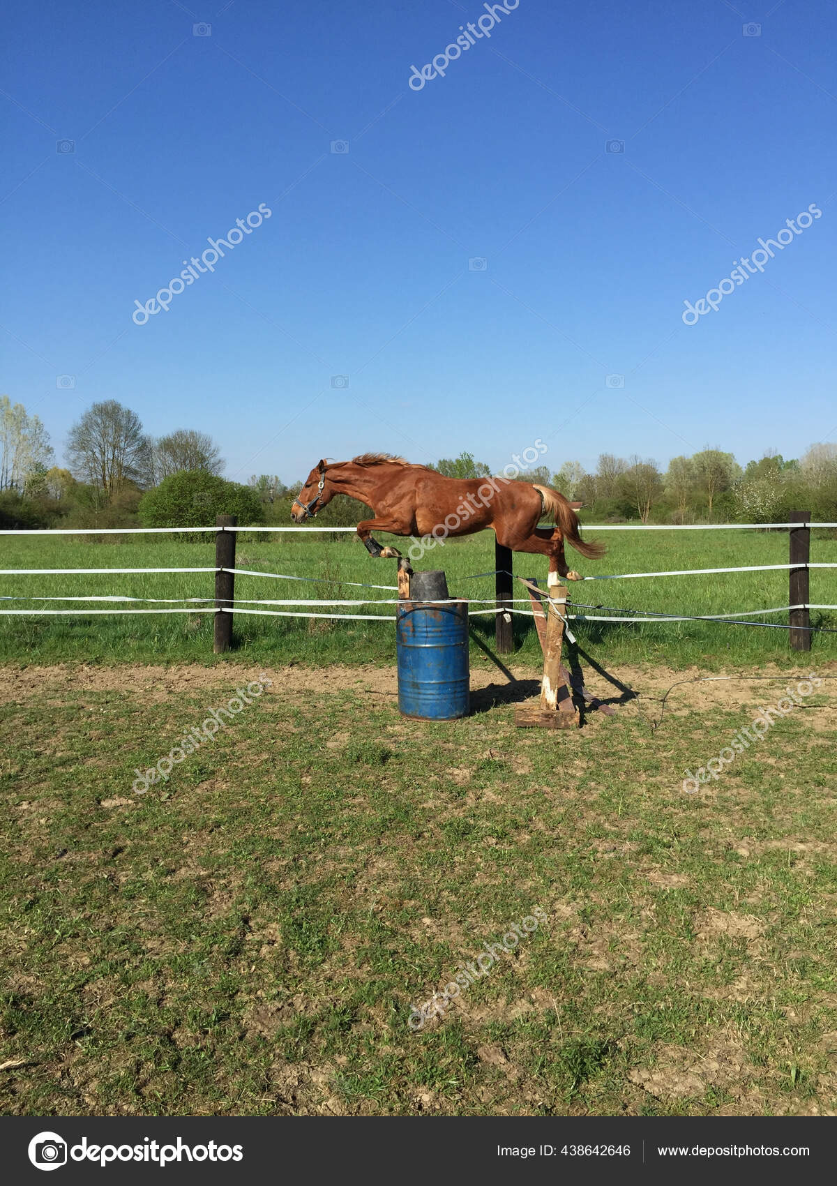 Foto de De Cavalo Pulando e mais fotos de stock de Cavalo