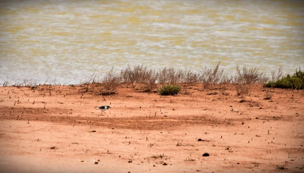 Ein Flussregenpfeifer Charadrius Dubius Auf Roter Erde Neben Einem Kleinen — Stockfoto