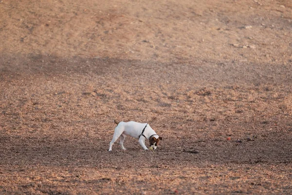 Hund Som Leker Utomhus Med Boll — Stockfoto