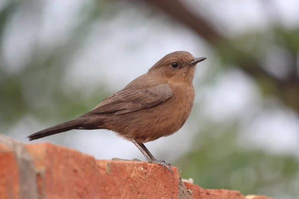 Een Bruine Rots Chat Vogel Een Natuurlijke Omgeving — Stockfoto