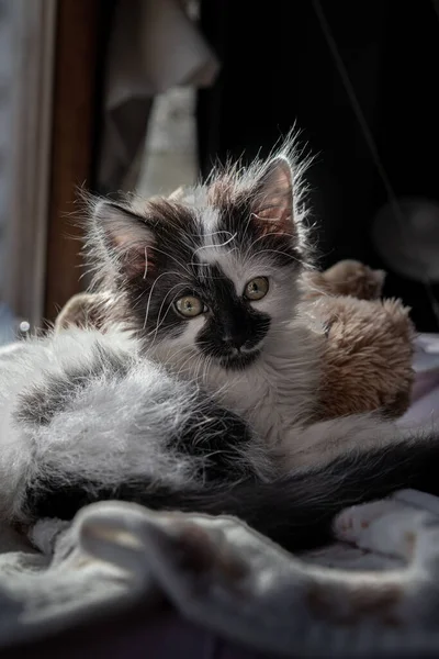 Egy Aranyos Bolyhos Kis Fehér Cica Közelsége Fekszik Ágyán — Stock Fotó