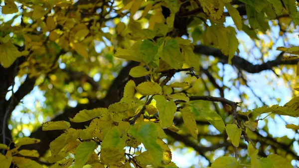 Sonbaharda Güneş Işığının Altındaki Bir Ağacın Dallarında Kuruyan Yaprakların Düşük — Stok fotoğraf