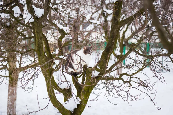 Симпатичная Кошка Ветвях Коричневого Дерева — стоковое фото