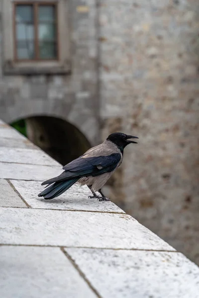 Tiro Seletivo Pássaro Corvo Com Capuz Parede Liubliana Eslovênia — Fotografia de Stock