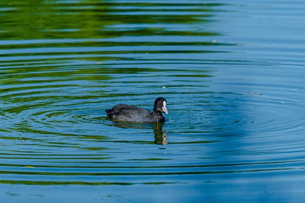 Tiro Foco Seletivo Pato Nadando Lago — Fotografia de Stock