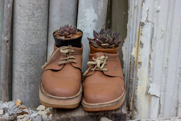 Primer Plano Botas Con Echeveria —  Fotos de Stock