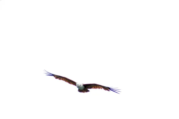 Low Angle Shot Eagle Flying Freely Open Sky — Stock Photo, Image