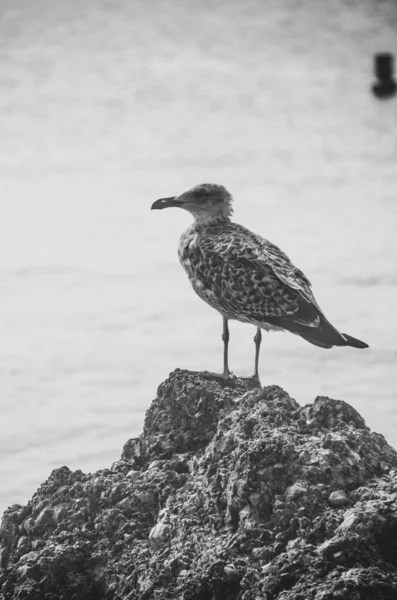 Mise Point Sélective Verticale Gros Plan Une Mouette Sur Rivage — Photo