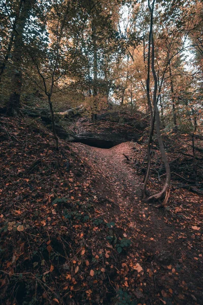 Vertical Shot Thin Pathway Captured Forest — Stock Photo, Image