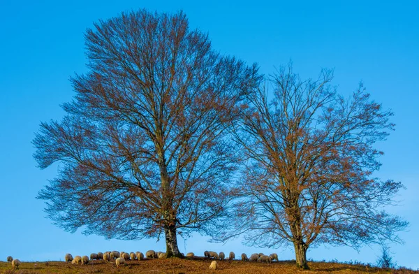 Una Hermosa Vista Rebaño Ovejas Bajo Dos Árboles Sin Hojas — Foto de Stock