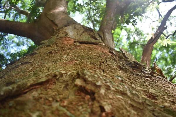 Zbliżenie Wirującego Pnia Drzewa Korzeni Teksturą Kory Liści — Zdjęcie stockowe