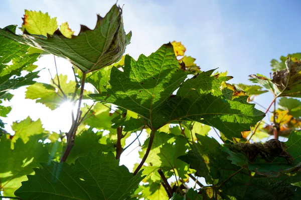 Closeup Grape Leaves Sun Peeping Them — Stock Photo, Image